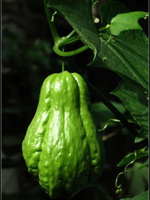 朝阳吃瓜群众一枚,揭秘京城街头热辣话题